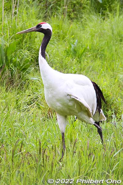 Red-crowned crane, Kushiro City Red-Crowned Crane Natural Park, Hokkaido.
Keywords: Hokkaido Kushiro Japanese red-crowned Crane Reserve japanwildlife