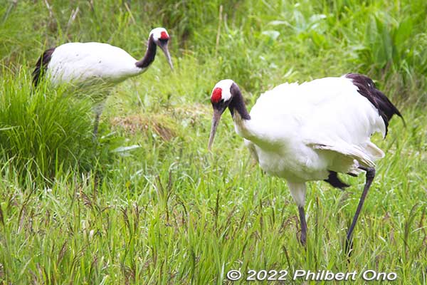 Red-crowned cranes, Kushiro City Red-Crowned Crane Natural Park, Hokkaido. 
Keywords: Hokkaido Kushiro Japanese red-crowned Crane Reserve