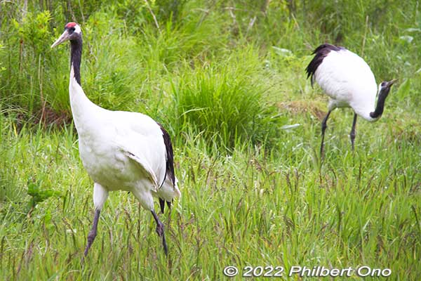 Red-crowned cranes, Kushiro City Red-Crowned Crane Natural Park (Kushiro Japanese Crane Reserve).
Keywords: Hokkaido Kushiro Japanese red-crowned Crane Reserve