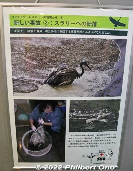 Cleaning up a crane that fell into a slurry pool.
Keywords: Hokkaido Kushiro Japanese red-crowned Crane Reserve