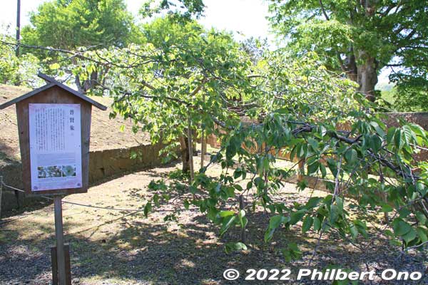Near the Gate is a Fugenzo (普賢象) cherry tree that was planted by Prince Nobuhito Takamatsu (younger brother of the late Emperor Hirohito) in 1974. It has fluffy light pink or white flowers. ('Albo-rosea' Makino)
Keywords: hokkaido matsumae castle