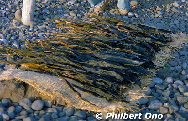 Konbu kelp seaweed dried on Rebun.
Keywords: hokkaido rebun island konbu seaweed