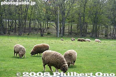 Hitsujigaoka means Sheep Hill, and it actually has sheep.
Keywords: hokkaido sapporo Hitsujigaoka Observation Hill sheep