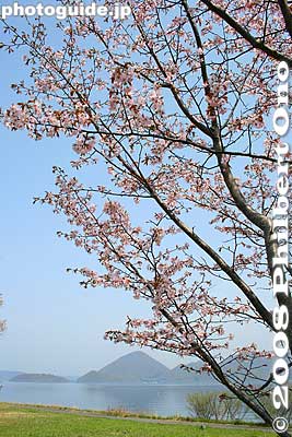 Keywords: hokkaido sobetsu-cho toyako lake toya cherry blossoms nakajima islands flowers spring trees sakura