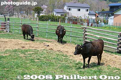 Beef
Keywords: hokkaido sobetsu-cho bulls