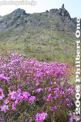 Alpine flowers
Keywords: hokkaido sobetsu-cho mt. usuzan mountain volcano