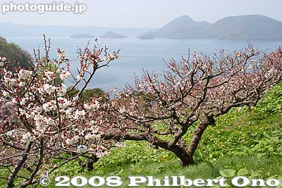 Keywords: hokkaido sobetsu-cho koen park ume plum blossoms flowers trees lake toya nakajima islands water