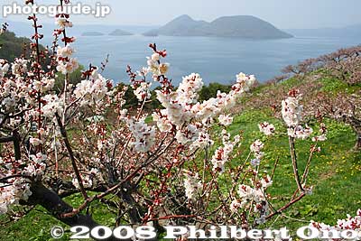 Sobetsu Park and plum blossoms overlooking Lake Toya, Hokkaido.
Keywords: hokkaido sobetsu-cho koen park ume plum blossoms flowers trees lake toya nakajima islands water japanflower