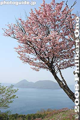 Cherry blossoms at the top of Sobetsu Park.
Keywords: hokkaido sobetsu-cho koen park ume plum blossoms flowers trees lake toya nakajima islands water