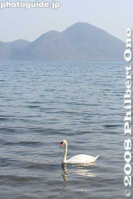 Lake Toya and swan, Hokkaido
Keywords: hokkaido toyako-cho lake toya nakajima islands swans birds japanwildlife