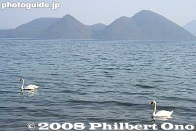 Lake Toya and swans, Hokkaido
Keywords: hokkaido toyako-cho lake toya nakajima islands swans birds japanlake