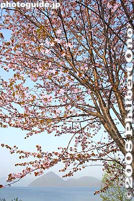 Keywords: hokkaido toyako-cho lake toya nakajima islands cherry blossoms sakura