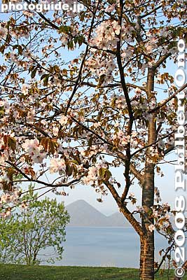 Keywords: hokkaido toyako-cho lake toya nakajima islands cherry blossoms sakura