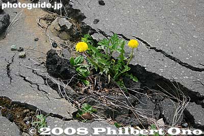 Flowers from the asphalt cracks.
Keywords: hokkaido toyako-cho nishiyama craters volcano trail park