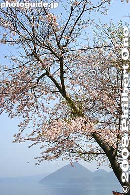 Lake Toya and cherry blossoms blooming in early May.
Keywords: hokkaido toyako-cho onsen spa hot spring crater lake toya nakajima islands mountains cherry blossoms flowers trees