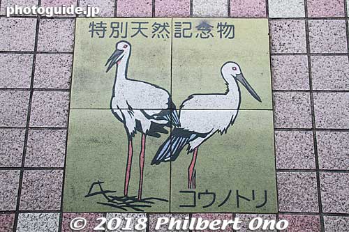 Always a reminder of what this city is famous for. Oriental white stork tiles on the sidealk.
Keywords: hyogo toyooka stork
