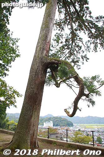 Japanese pine tree.
Keywords: hyogo toyooka izushi castle