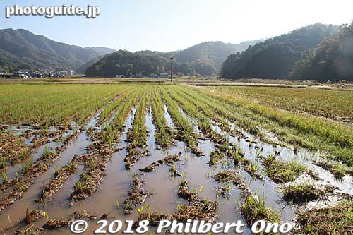 Huge rice paddy within Hyogo Park of the Oriental White Stork.
Keywords: hyogo toyooka Oriental White Stork Park kounotori konotori