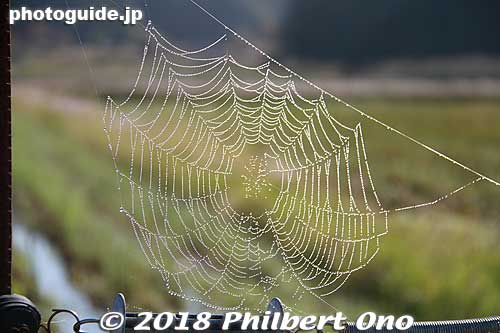 Spider web.
Keywords: hyogo toyooka Oriental White Stork Park kounotori konotori