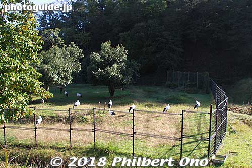 Toyooka Oriental White Stork Culture Center's open cage for Oriental white storks. There are about nine storks in the open cage. Their wings have been clipped to they cannot fly.  
Keywords: hyogo toyooka Oriental White Stork Park kounotori konotori bird