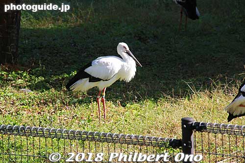 So if you go to Hyogo Park of the Oriental White Stork, you can see real Oriental white storks.
Keywords: hyogo toyooka Oriental White Stork Park kounotori konotori bird