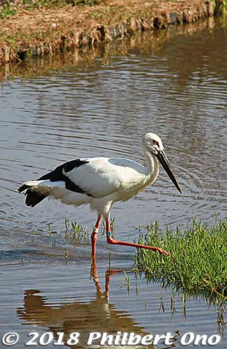 The Oriental white stork has black and white wings and a black bill.
Keywords: hyogo toyooka Oriental White Stork Park kounotori konotori bird