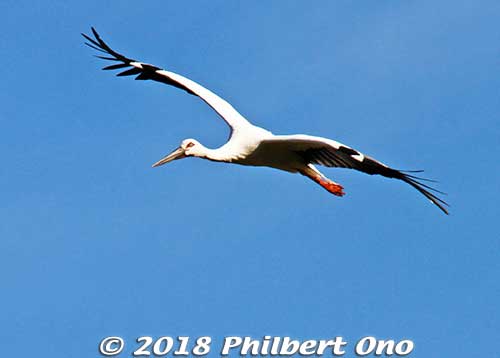 The Oriental white stork is a big, beautiful bird often mistaken as the Japanese crane. Wingspan is 2 meters.
Keywords: hyogo toyooka Oriental White Stork Park kounotori konotori bird japanwildlife