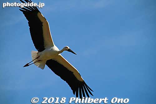 Toyooka was where the last living Oriental white stork in Japan died in 1986. Pesticides in rice paddies (where they feed) and other environmental problems caused their demise.
Keywords: hyogo toyooka Oriental White Stork Park kounotori konotori bird japanwildlife