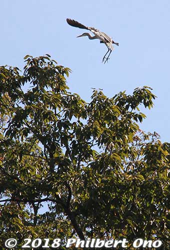 Keywords: hyogo toyooka Oriental White Stork Park kounotori konotori bird