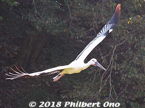 Keywords: hyogo toyooka Oriental White Stork Park kounotori konotori bird