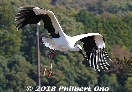 Keywords: hyogo toyooka Oriental White Stork Park kounotori konotori bird japanwildlife