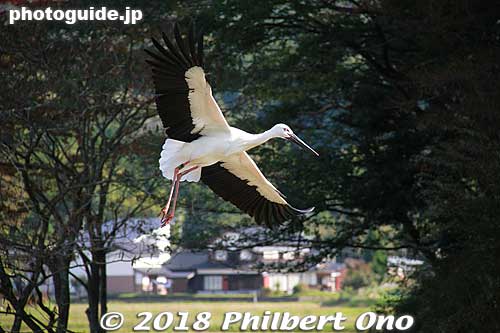 Keywords: hyogo toyooka Oriental White Stork Park kounotori konotori bird japanwildlife