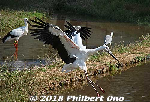 White stork landing in the paddy during feeding time.
Keywords: hyogo toyooka Oriental White Stork Park kounotori konotori bird japanwildlife