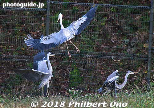 Grey herons also drop by, but they are always fighting each other.
Keywords: hyogo toyooka Oriental White Stork Park kounotori konotori bird japanwildlife