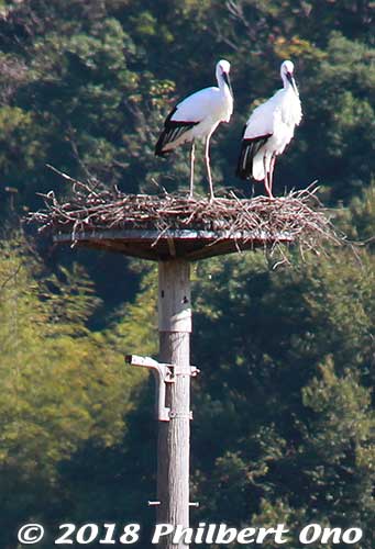 Two Oriental white storks on a nesting platform. Each nesting platform has a video camera monitoring it 24/7 especially during the egg-laying and hatching season in spring.
The park is likely crowded during this time until the babies leave the nest in June/July.
Keywords: hyogo toyooka Oriental White Stork Park kounotori konotori bird japanwildlife
