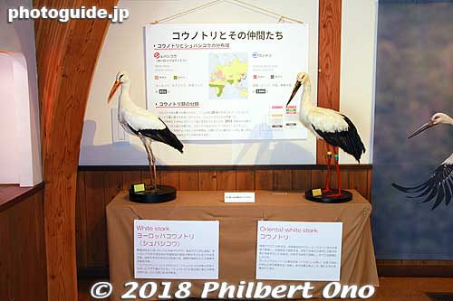 Back inside the Oriental White Stork Culture Center. On the left is the European white stork with a red bill, on the right is the Oriental white stork with a black bill. Very similar.
Keywords: hyogo toyooka Oriental White Stork Park kounotori konotori bird