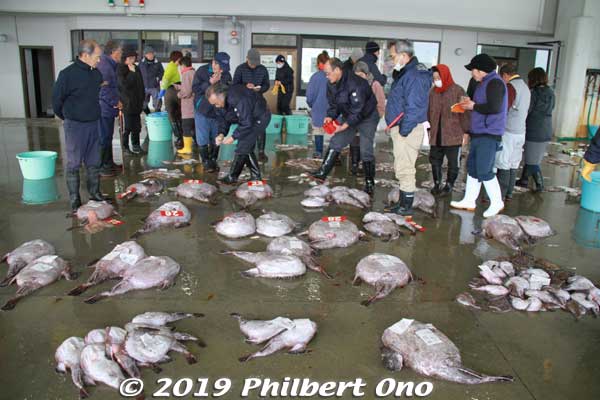 Hirakata Port's main catch is the monkfish/goosefish (あんこう), a type of anglerfish. Ibaraki Prefecture's coast is one of Japan's prime areas for monkfish. These are all monkfish being auctioned in the afternoon. 平潟港 せり見
Keywords: ibaraki kitaibaraki hirakata port fish auction japanfood
