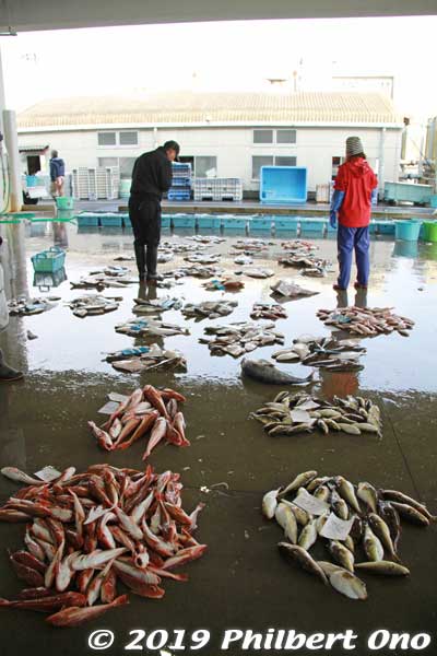 Keywords: ibaraki kitaibaraki hirakata port fish auction