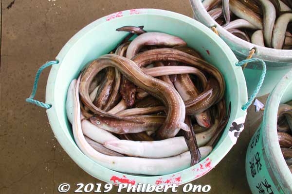 Sea eels or anago.
Keywords: ibaraki kitaibaraki hirakata port fish auction
