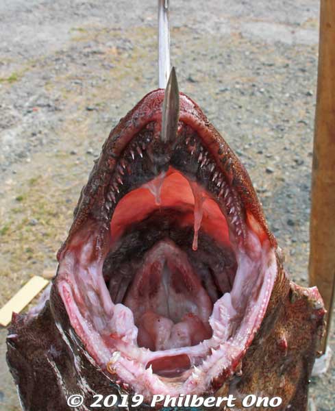 Look into the big mouth and see another set of teeth on the throat. All the teeth are pointed inward so its pray cannot escape. Like the aliens in the movie "Alien."
Keywords: ibaraki kitaibaraki monkfish japanfood