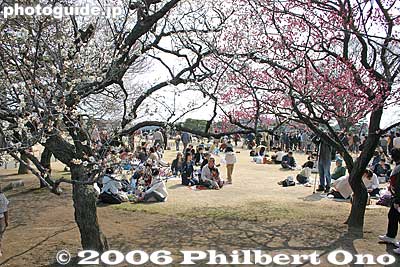 Plum blossom-viewing picnickers
Keywords: ibaraki mito kairakuen garden plum blossom flowers ume picnic matsuri2