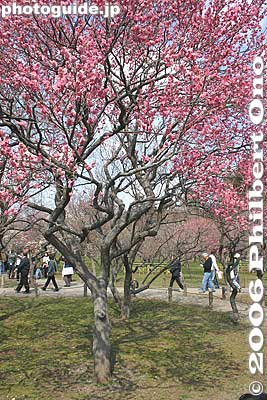 Keywords: ibaraki mito kairakuen garden plum blossom flowers ume