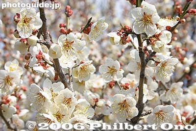 White plum blossoms, the most common variety, and with the sweetest aroma.
Keywords: ibaraki mito kairakuen garden plum blossom flowers ume japanfuyu japanflower