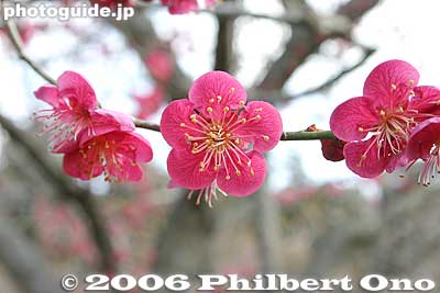 Osaka-zuki red plum blossoms 大盃
Osaka-zuki

大盃
Keywords: ibaraki mito kairakuen garden plum blossom flowers ume