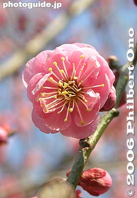 Konan Shomu plum blossom 江南所無
Prunus mume Kounanshomu
Keywords: ibaraki mito kairakuen garden plum blossom flowers ume