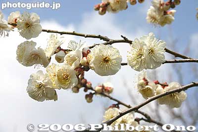 Torano-o plum blossom (Tiger's Tail) 虎の尾
Keywords: ibaraki mito kairakuen garden plum blossom flowers ume