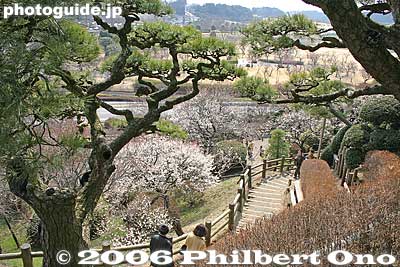 Pine trees and plum trees
Keywords: ibaraki mito kairakuen garden plum blossom flowers ume