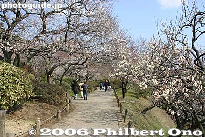 Plum tree grove
Keywords: ibaraki mito kairakuen garden plum blossom flowers ume