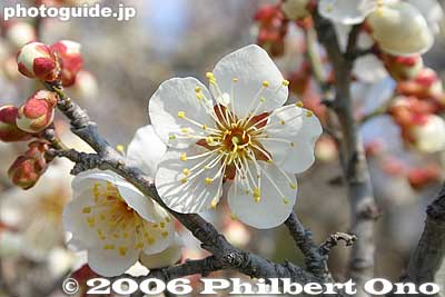 Closeup of white plum blossom
Keywords: ibaraki mito kairakuen garden plum blossom flowers ume japanfuyu japanflower
