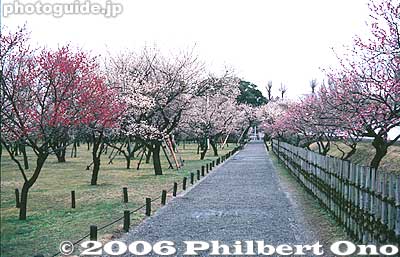 Plum grove
Keywords: ibaraki mito kairakuen garden plum blossom flowers ume